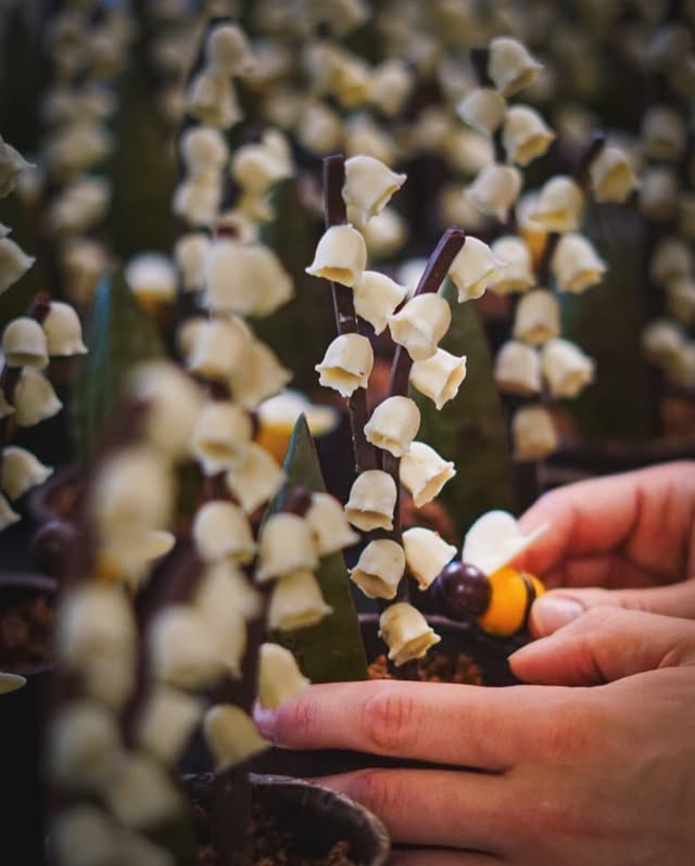 Harmony — muguet 1er mai