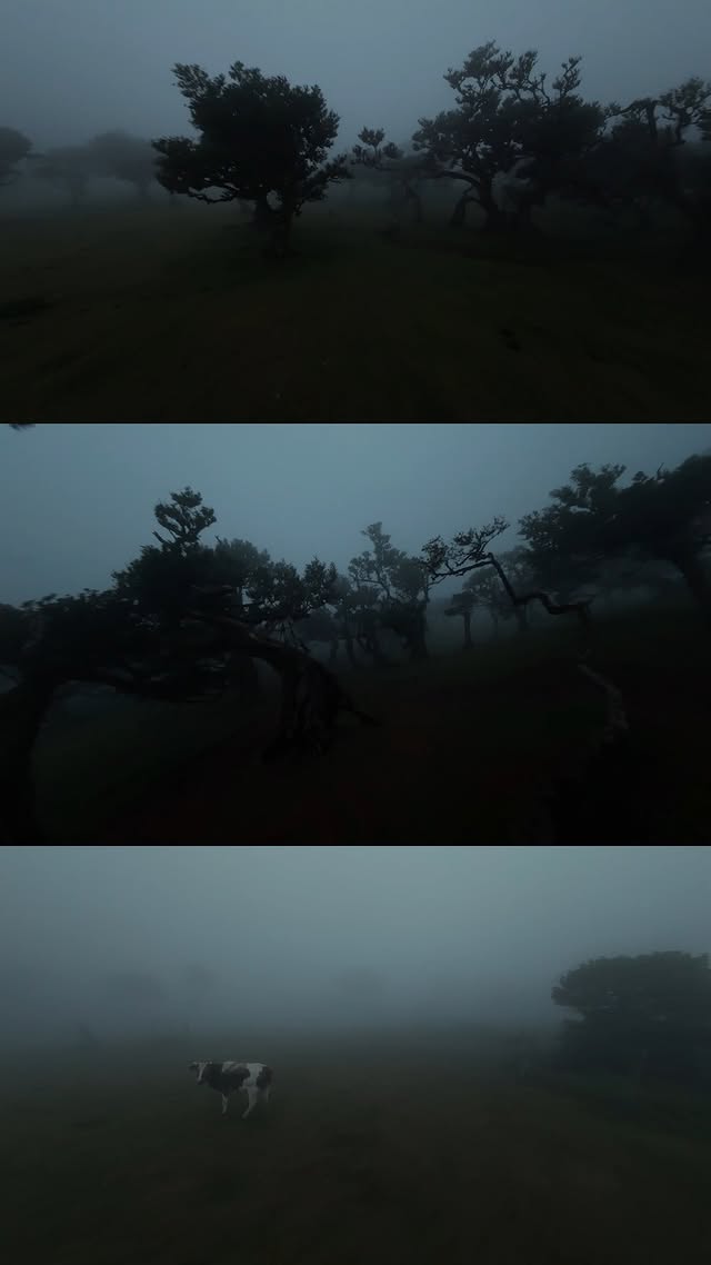 Madère · forêt